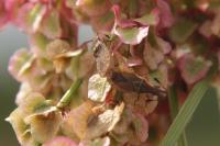 Spathocera lobata