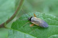 Adelphocoris seticornis