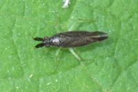 Heterotoma planicornis