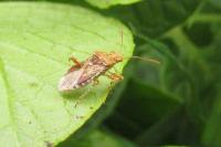 Rhopalus subrufus