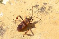 Leptoglossus occidentalis