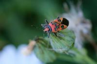 Corizus hyoscyami