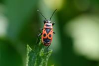 Pyrrhocoris apterus