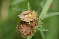 Carpocoris fuscispinus