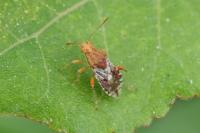 Rhopalus subrufus