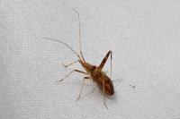 Phytocoris varipes