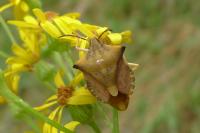Carpocoris fuscispinus