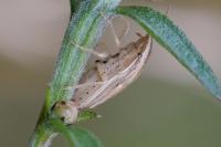 Aelia acuminata