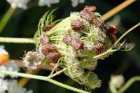 Graphosoma italicum