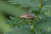 Aelia acuminata