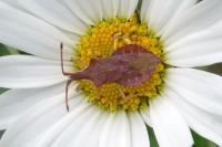 Haploprocta sulcicornis