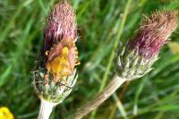 Carpocoris purpureipennis