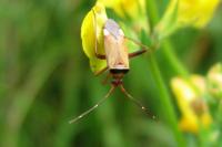 Adelphocoris vandalicus