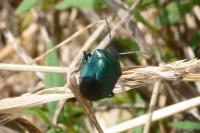 Zicrona caerulea