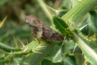 Aphrophora alni
