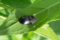 Penthimia nigra