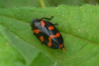 Cercopis sanguinolenta