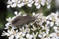 Enoplops scapha