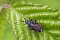 Deraeocoris ruber