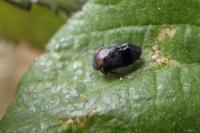 Penthimia nigra