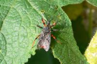 Rhynocoris annulatus