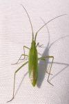 Megaloceroea recticornis