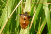 Elasmucha ferrugata