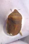 Eurygaster austriaca