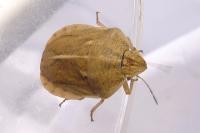 Eurygaster austriaca