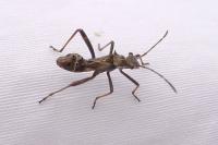 Camptopus lateralis