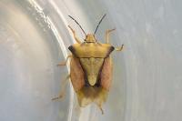 Carpocoris fuscispinus