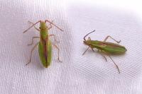 Myrmus miriformis