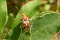 Rhopalus subrufus