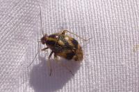 Deraeocoris lutescens