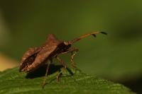 Coreus marginatus
