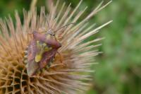 Carpocoris purpureipennis