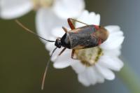 Adelphocoris seticornis