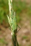 Stenodema calcarata