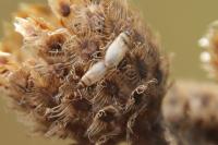 Oxycarenus pallens