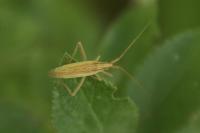 Stenodema laevigata