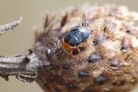 Geocoris erythrocephalus
