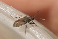 Peritrechus geniculatus