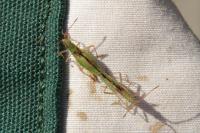 Myrmus miriformis