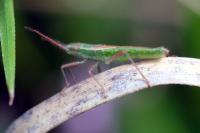 Myrmus miriformis