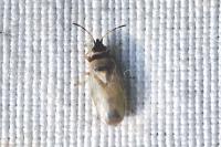 Oxycarenus pallens