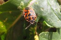 Eurydema ornata