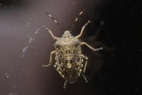 Rhaphigaster nebulosa