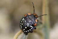 Nezara viridula