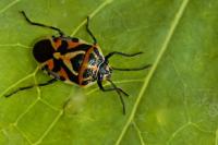 Eurydema ornata