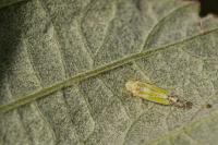 Ribautiana tenerrima